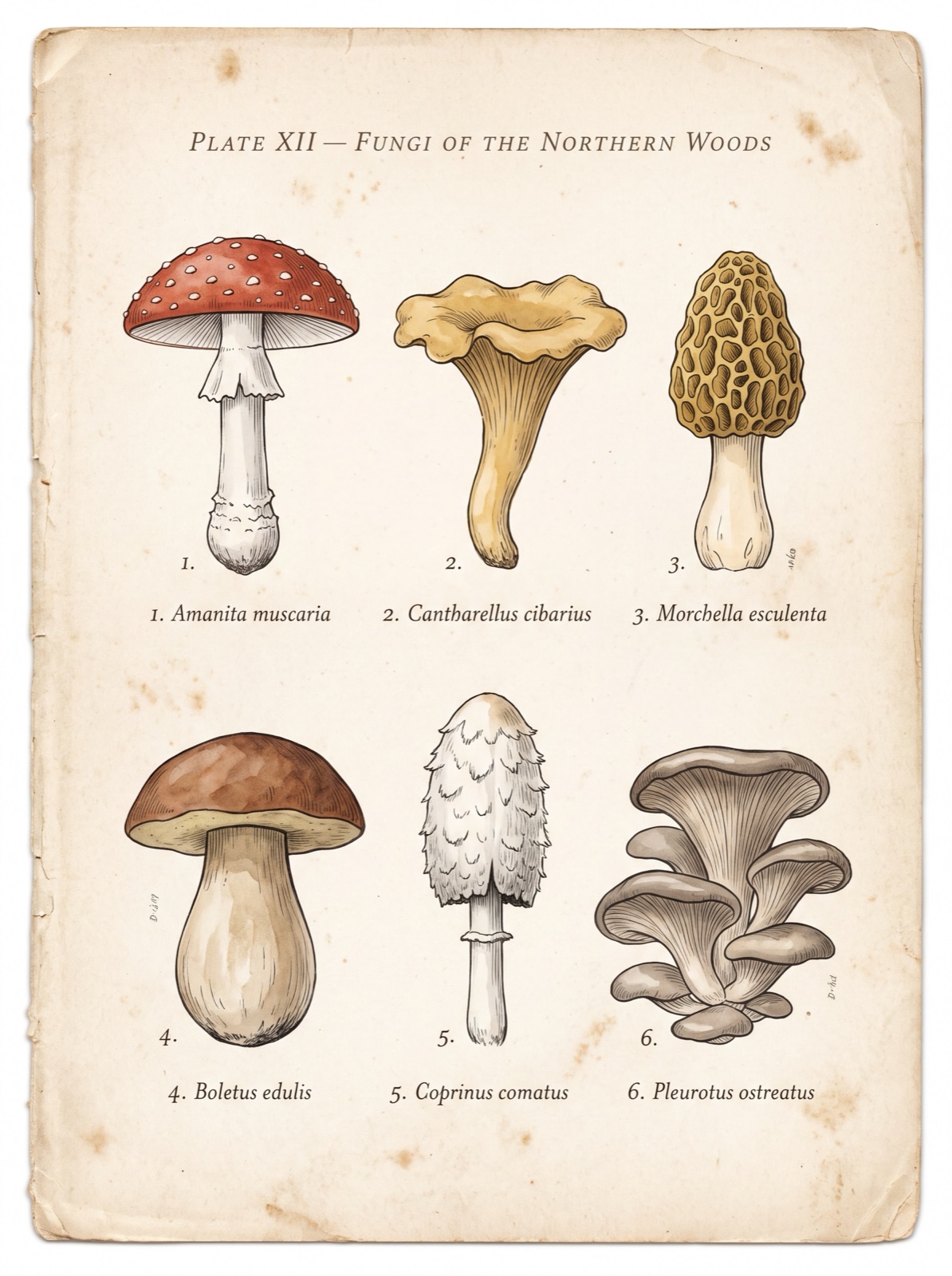 Mushroom Field Guide — A page from a vintage naturalist's field guide to mushrooms, printed on aged cream paper with faint foxing at the edges.